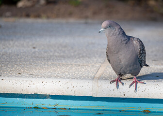 pigeon in the pool