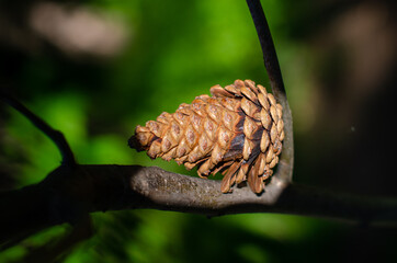 Fir cone stuck on the branch