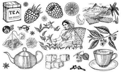 Herbal Tea bag brewing cooking directions. Teapot, cup, sugar, plants, landscape, raspberries, croissant, lemon, chamomile. The woman is harvesting. Ingredients for shop frame. Engraved style.