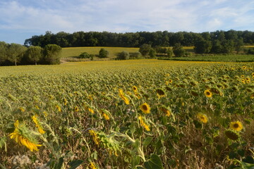 Campo di Girasoli