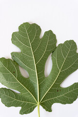 verso of a mature fig leaf on a white background