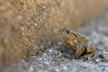 A frog standing against high curb obstacle. 