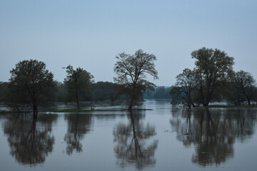 Fototapeta na wymiar Flooded Trees Landscape in the morning in foggy weather.