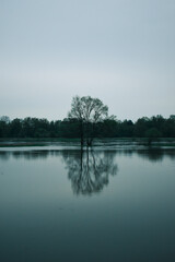 Fototapeta na wymiar Flooded Tree Landscape in the morning in foggy weather. Symmetry photography