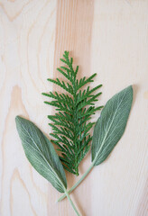 fresh sage leaves with cedar isolated on a wooden background