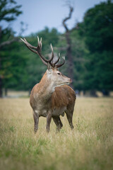 Beautiful deer in the park in summer time