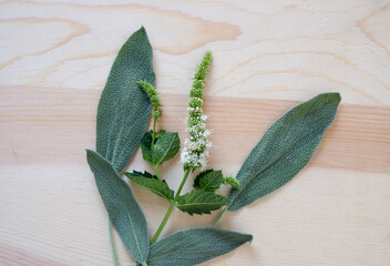 fresh sage leaves with mint isolated on a wooden background