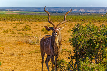 Kudu bull with mouth open next to Spekboom tree