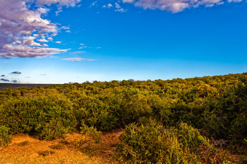 Obraz premium Landscape of subtropical thicket in Addo