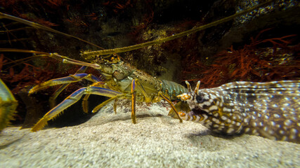 鳥羽水族館の魚と伊勢海老の様子