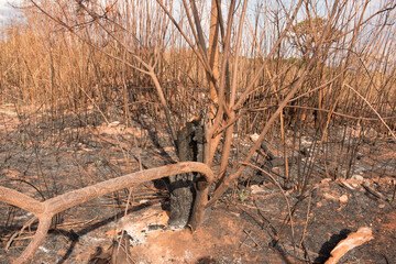 Remains of a brush fire at an illegal trash dump in Granja do Torto, north of Brasilia, Brazil