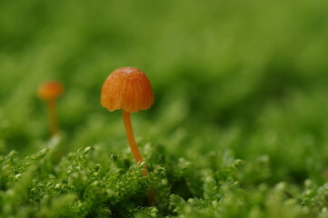 苔とキノコ（エコイメージ,背景,テクスチャ）