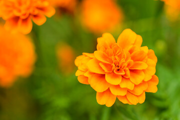 marigold  close up