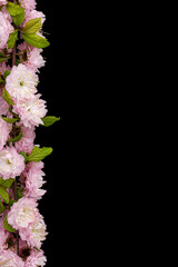Border for framing from flowering almond branch, isolated on black background