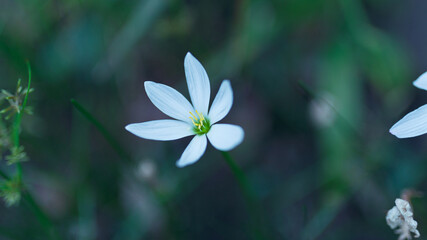 この花は、寂しくないって言ってるのかな
