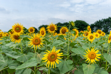 field of sunflowers