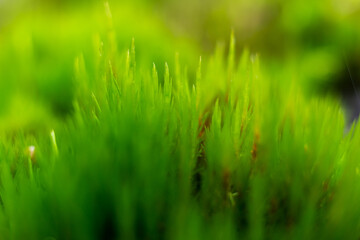 Obraz premium green grass background