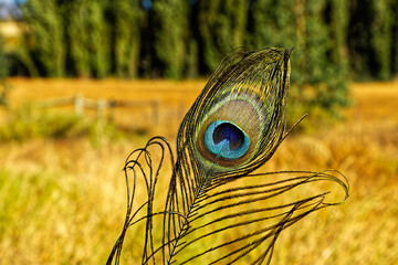 Beautiful blue and green peacock feather