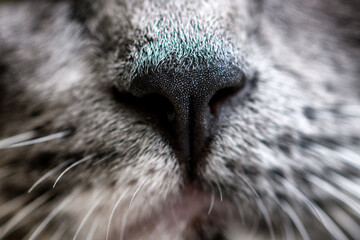 Grey cat nose close up
