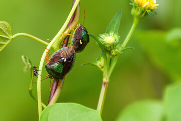 mating stink bugs in Everglades National Park