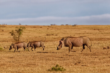 Warthog family running across grassy veldt