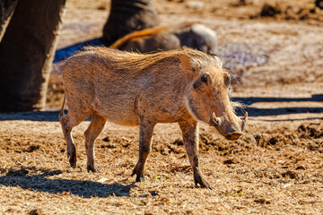 Young warthog walking away from elephant