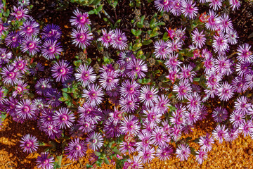 Mauve Ruschia ice plant flowers in Gifberg