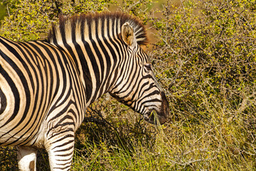 Dusty adult Zebra chewing grass