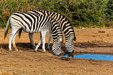 Fototapeta na wymiar Two Zebra, side by side, drinking from waterhole