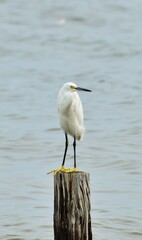 Snowy white egret