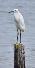 Snowy white egret