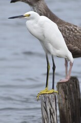 Snowy white egret