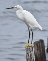 Snowy white egret
