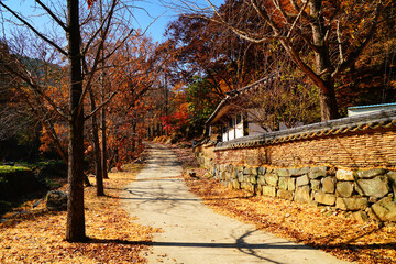 나뭇잎이 다 떨어진 나무와 오솔길