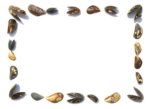Frame made of sea mussel shells, isolated on white background with copy space for text. Summer vacation concept near the sea