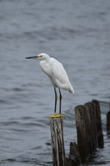 Snowy white egret