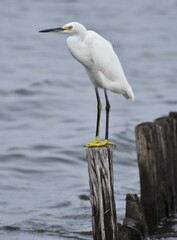 Snowy white egret
