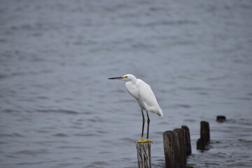 Snowy white egret