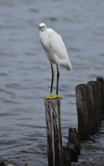 Snowy white egret