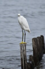 Snowy white egret