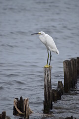 Snowy white egret
