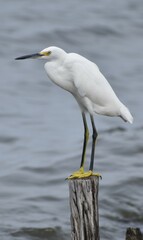Snowy white egret