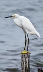 Snowy white egret