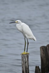 Snowy white egret