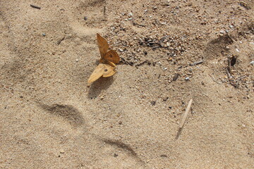 butterfly on the beach