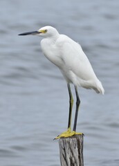 Snowy white egret
