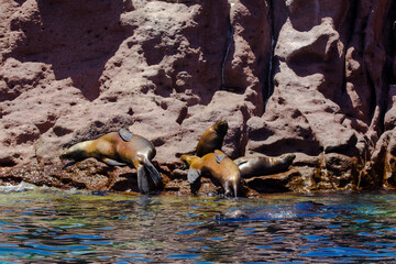 Leones Marinos en Isla Espiritu Santo, Golfo de California, La Paz