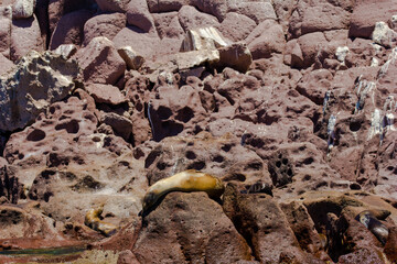 Leones Marinos en Isla Espiritu Santo, Golfo de California, La Paz