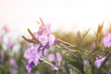 purple ruellia tuberosa flower in nature garden