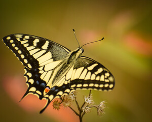butterfly on a flower